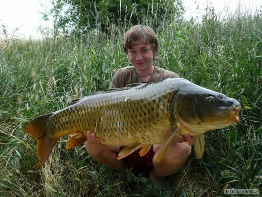 Kapr 95cm, 14,5kg