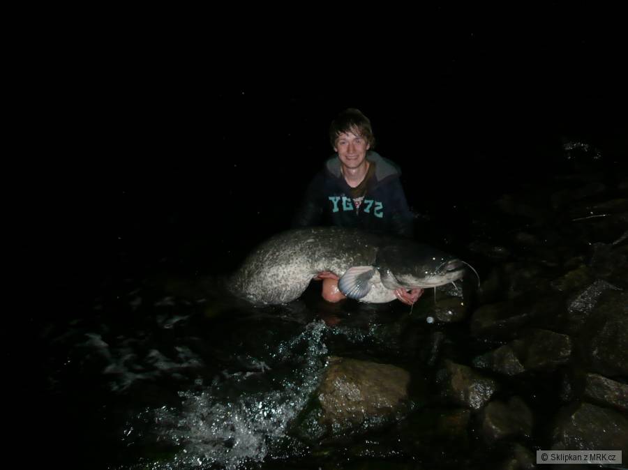 Sumec +190cm (odhadem 45kg)