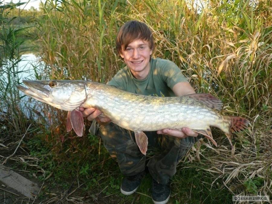 Štika 72cm