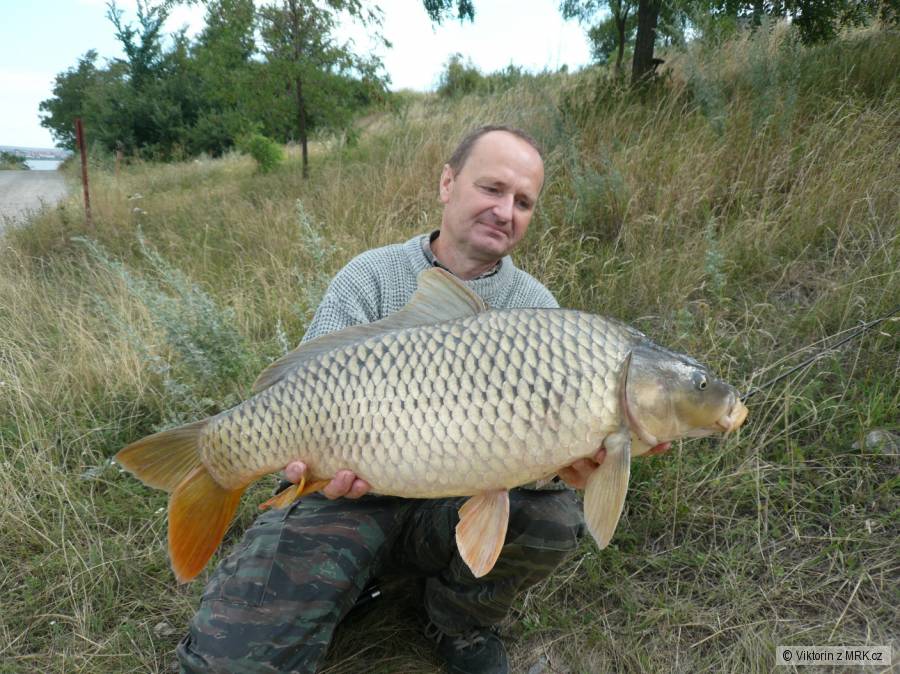Kapr 75 cm