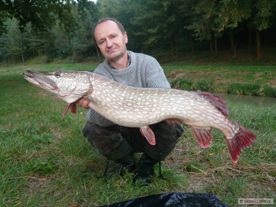 Štika 94 cm