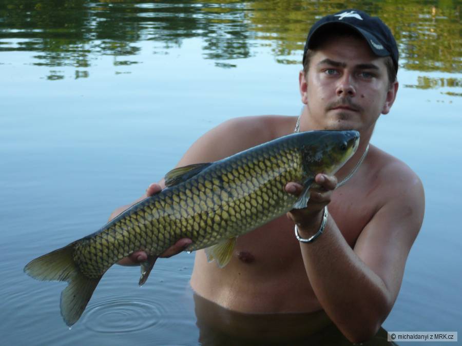 Amur 64 cm
