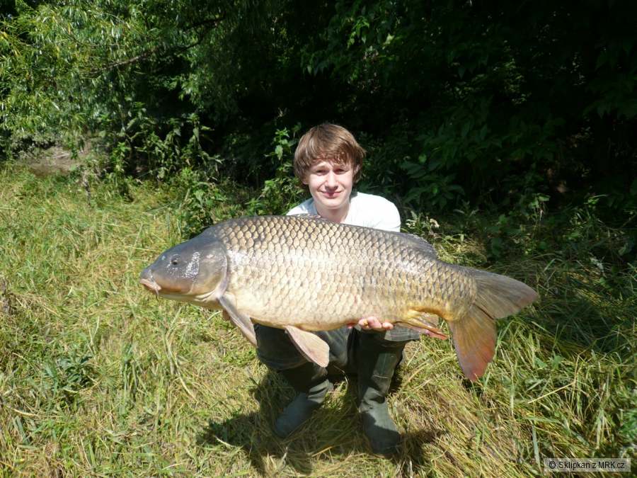 Kapr 83cm