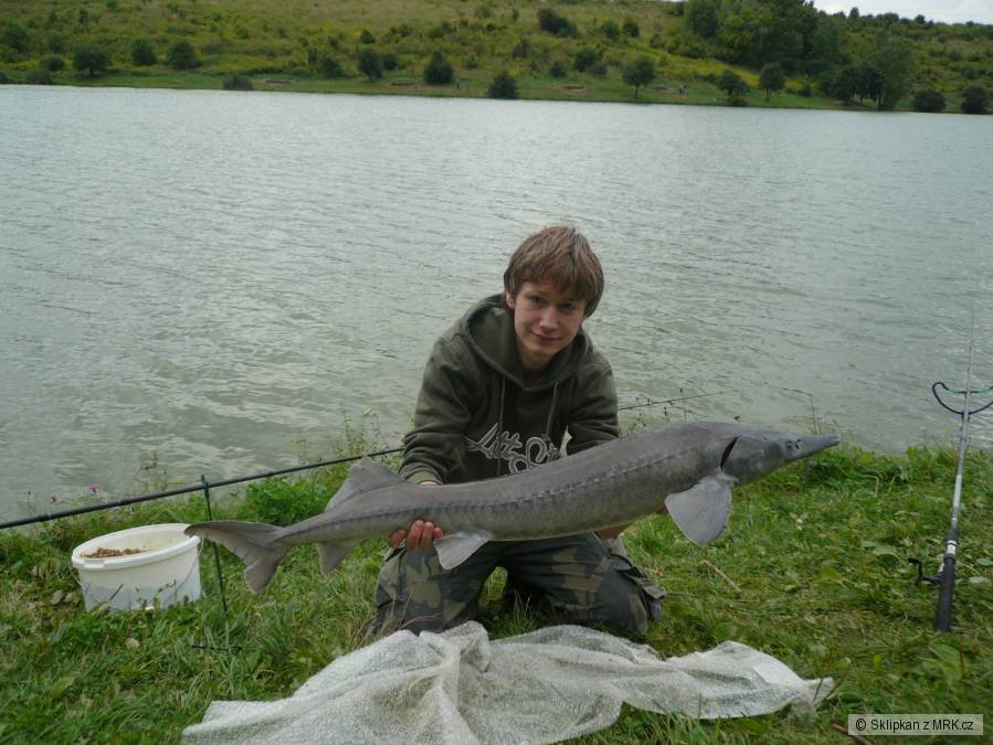 Jeseter 120cm