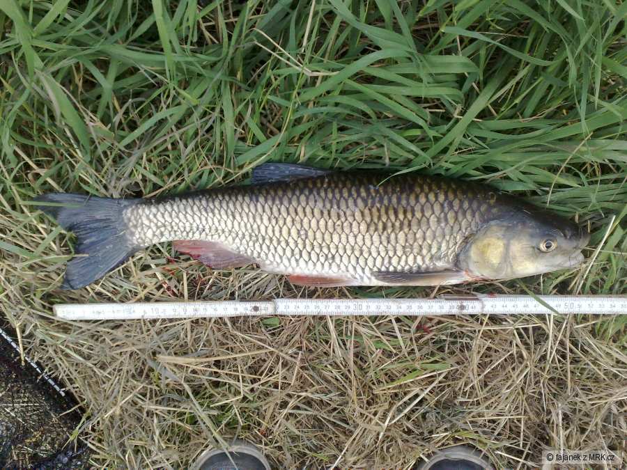 tloušť 52cm, feeder
