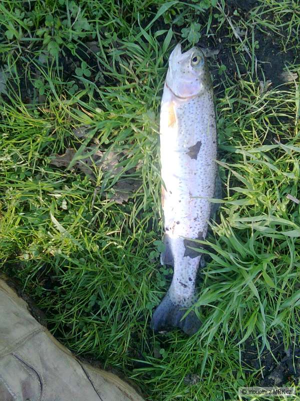 Pstruh 32cm