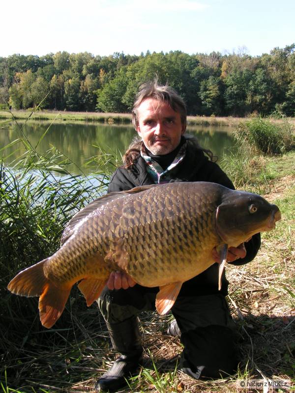 Kapr Obecn� 88 cm, 14,80 kg.