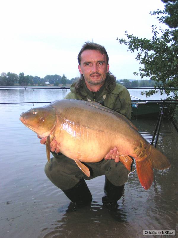 Kapr obecn�-lysec,90 cm,14,30 kg.
