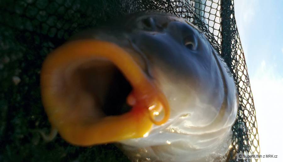 Kaprík