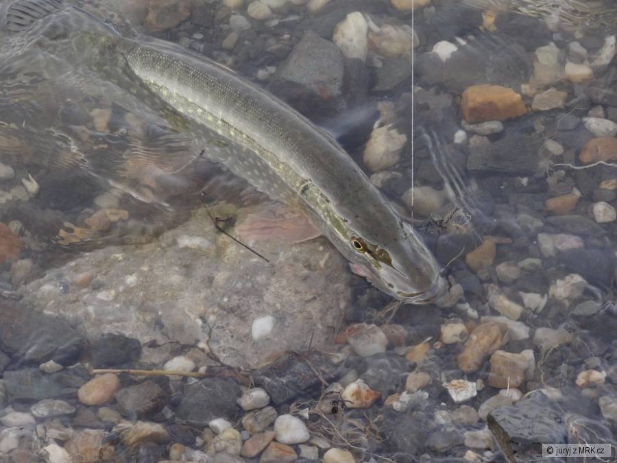 esox04