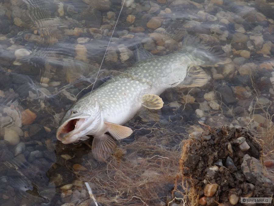 esox05