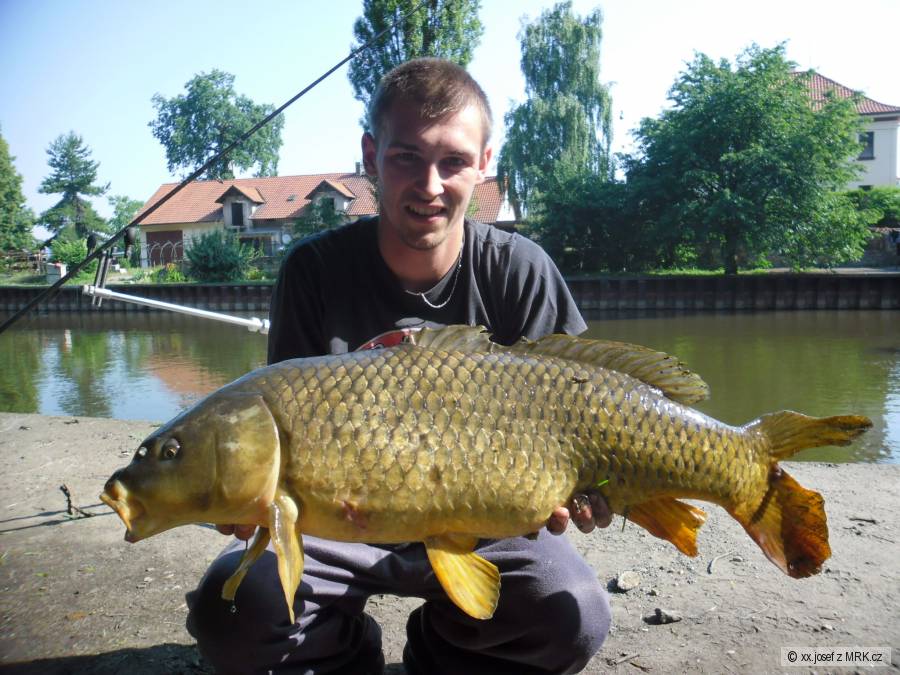 Karp Ploutvička 83cm kila xx
