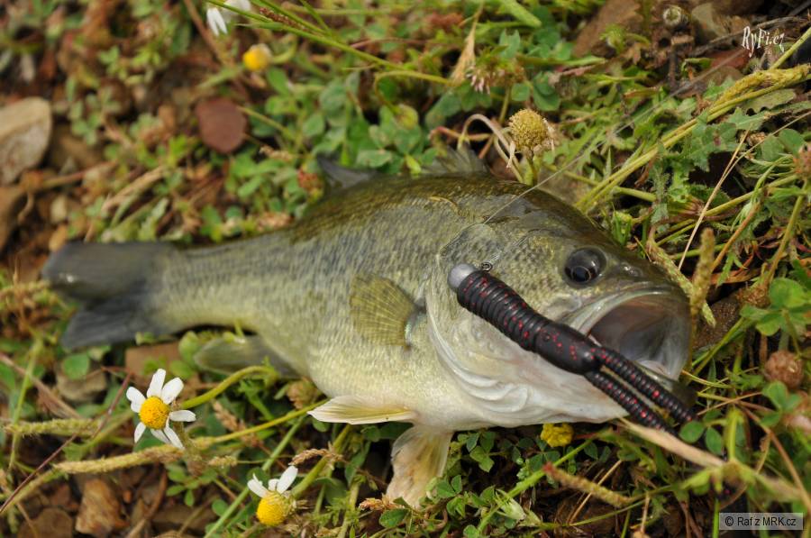 Black bass na žabičku