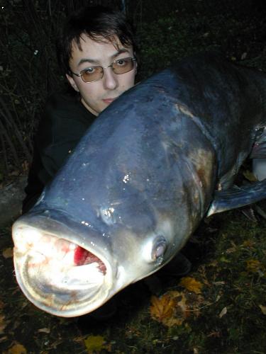 tolstolobec pestry