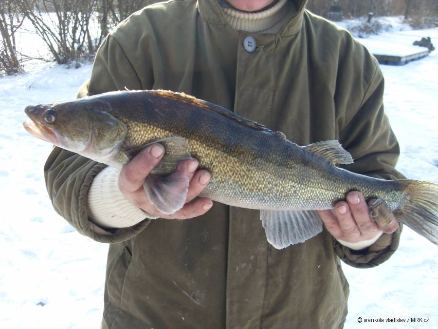 zubatej rytíř SIBŘINA 2/2012, ráček na marmyšce