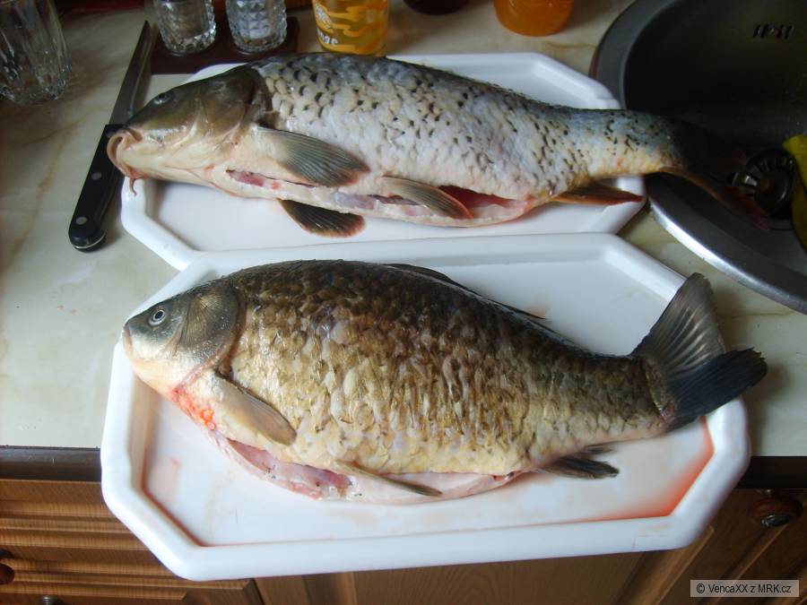Kapr a karasek