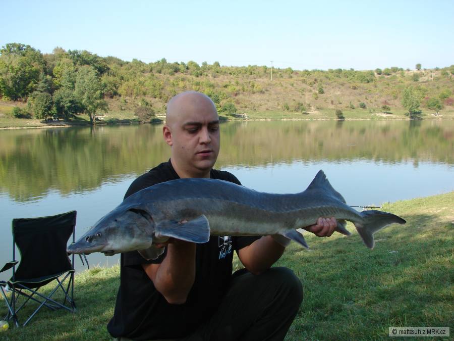 JESETER 118 cm 8 kg