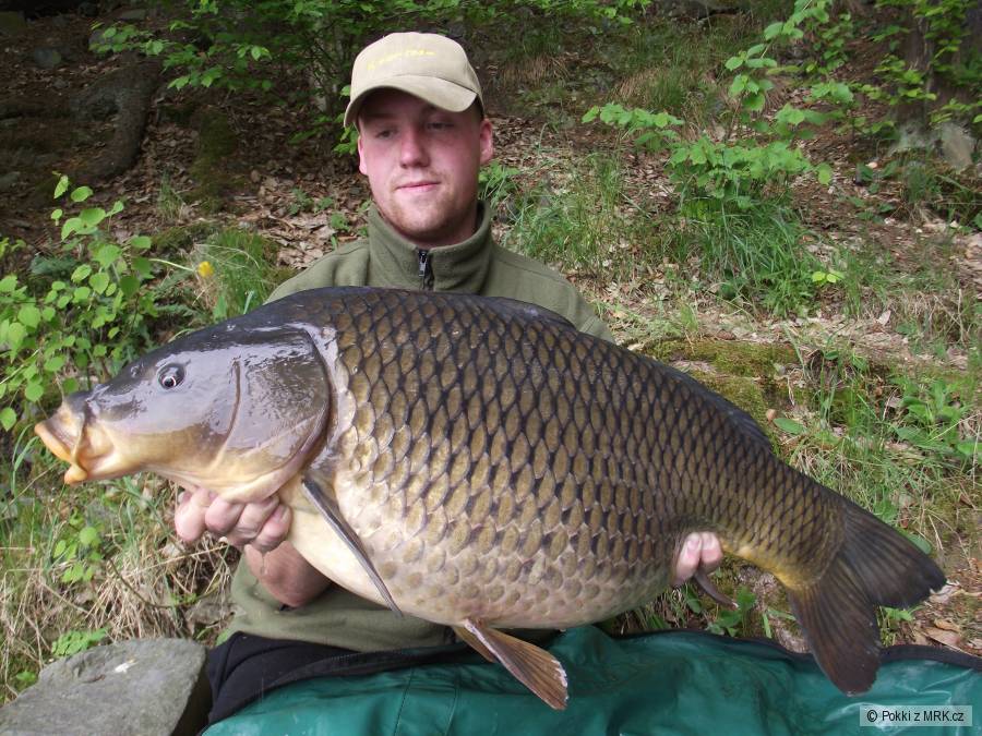 Beautiful Carp