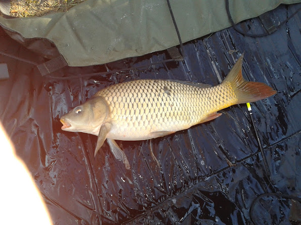 kapr 55cm 2,5kg 29.2.12.