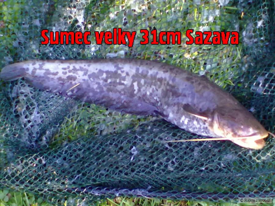 Sumec Velký