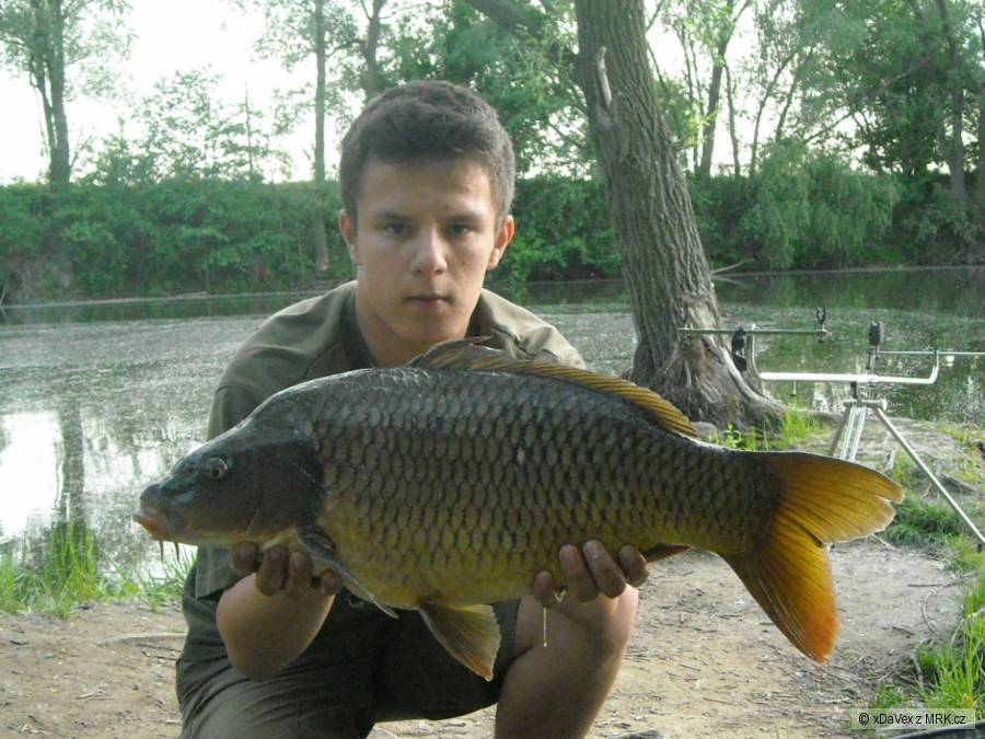 Carp