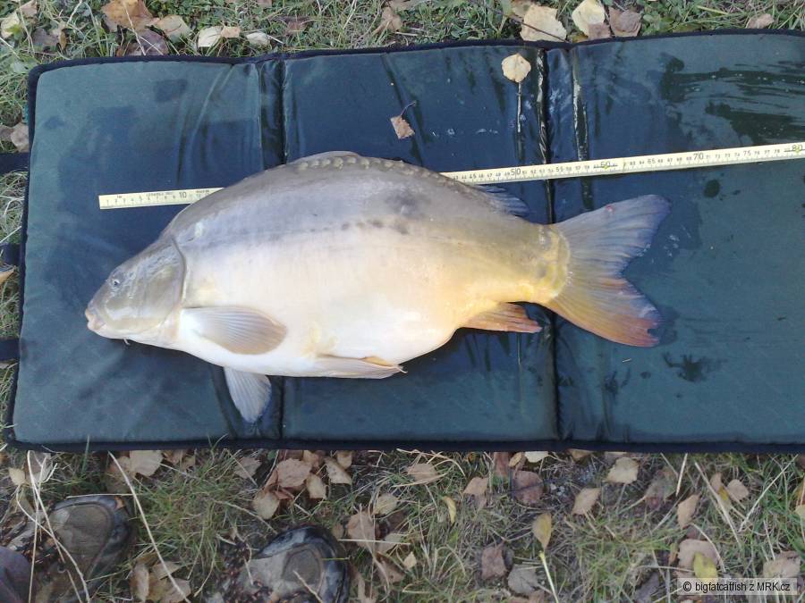 tlustej kapr 70cm