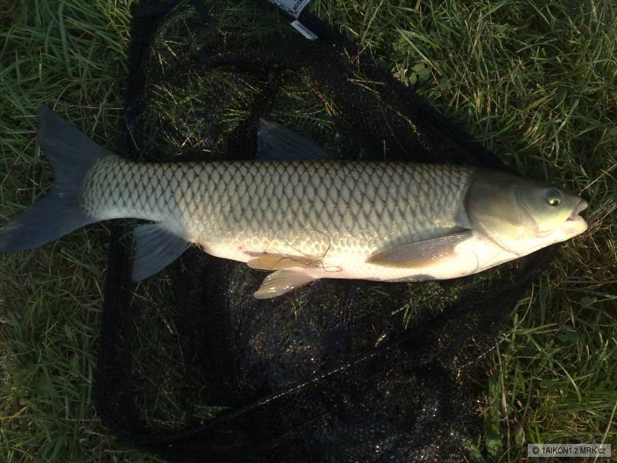 Amur 60 CM