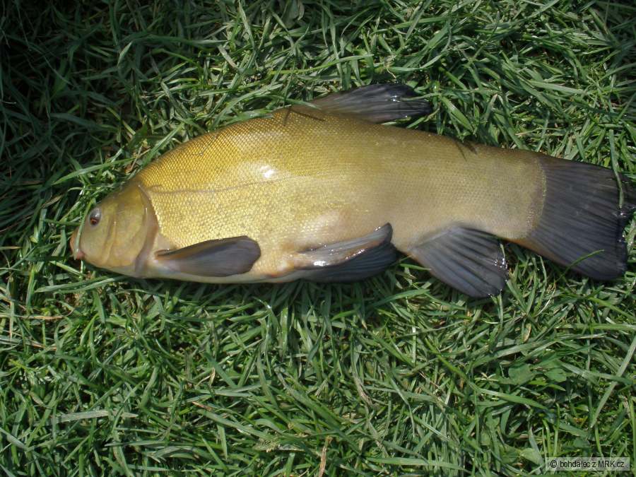 Línek
