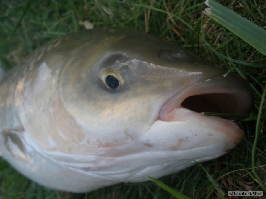 amur 70cm