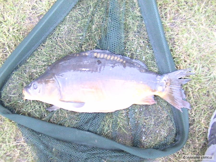 kapr 53cm