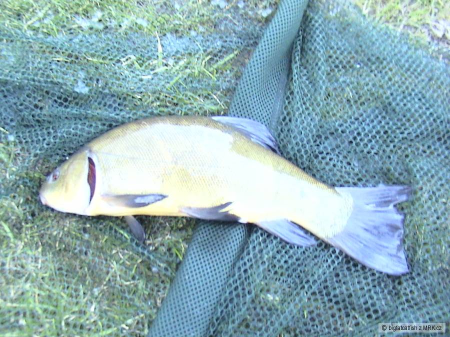 Lín 37cm