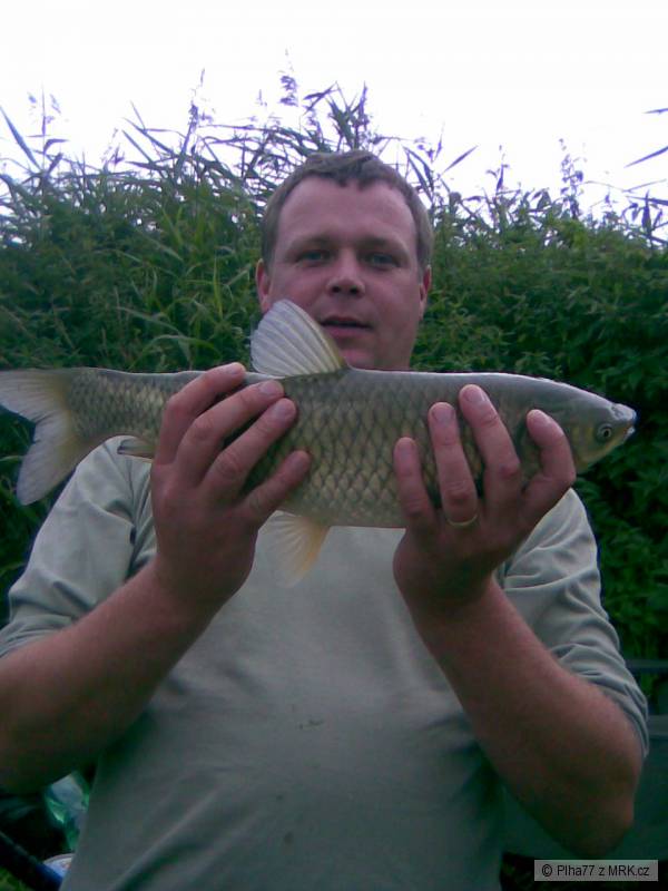 Amur Bily