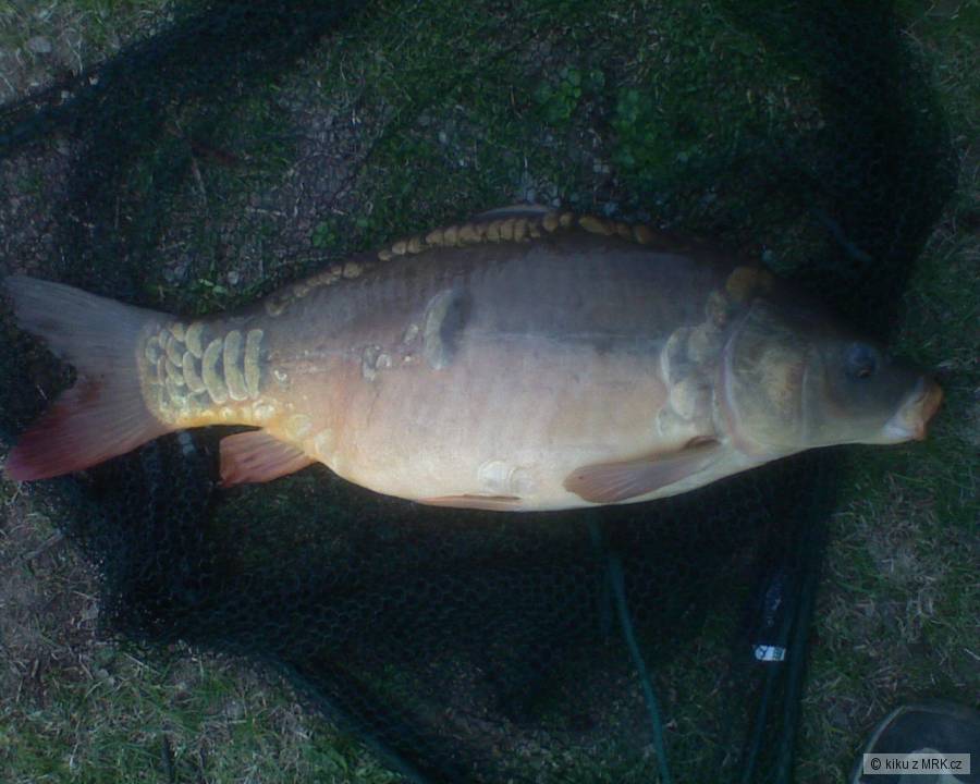 Kapr nad 70 cm.