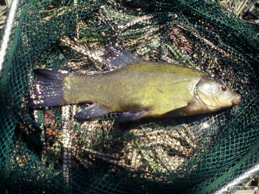 LÍN 41 cm