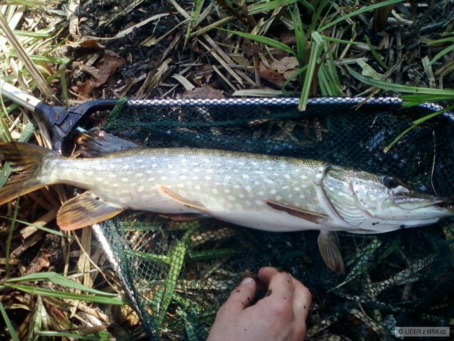 Štika 55 cm