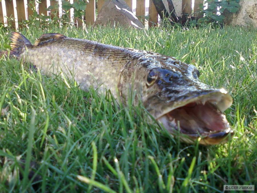 Štika 65 cm