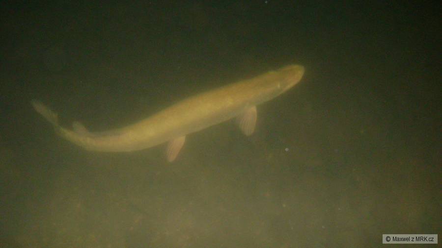 měři kolem 80cm