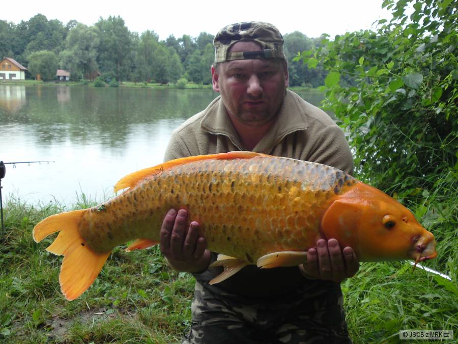Kapr KOI 81/8.75