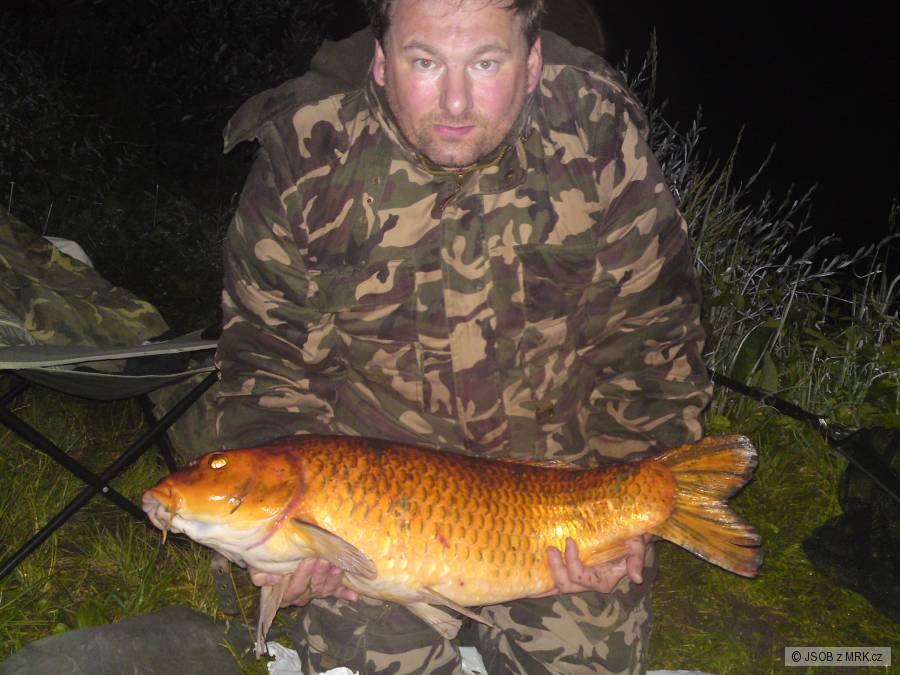 Kapr KOI 8/10.5