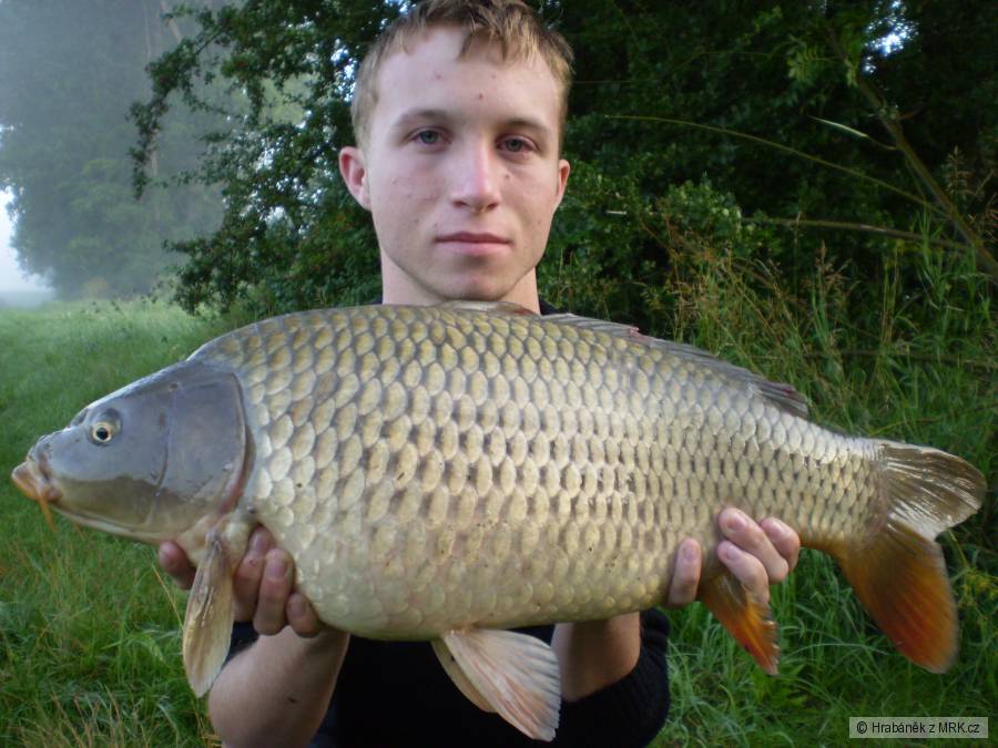 Kapřík z Labe