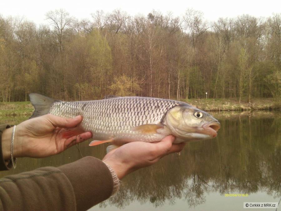 Jelec tloušt 46 cm Labe