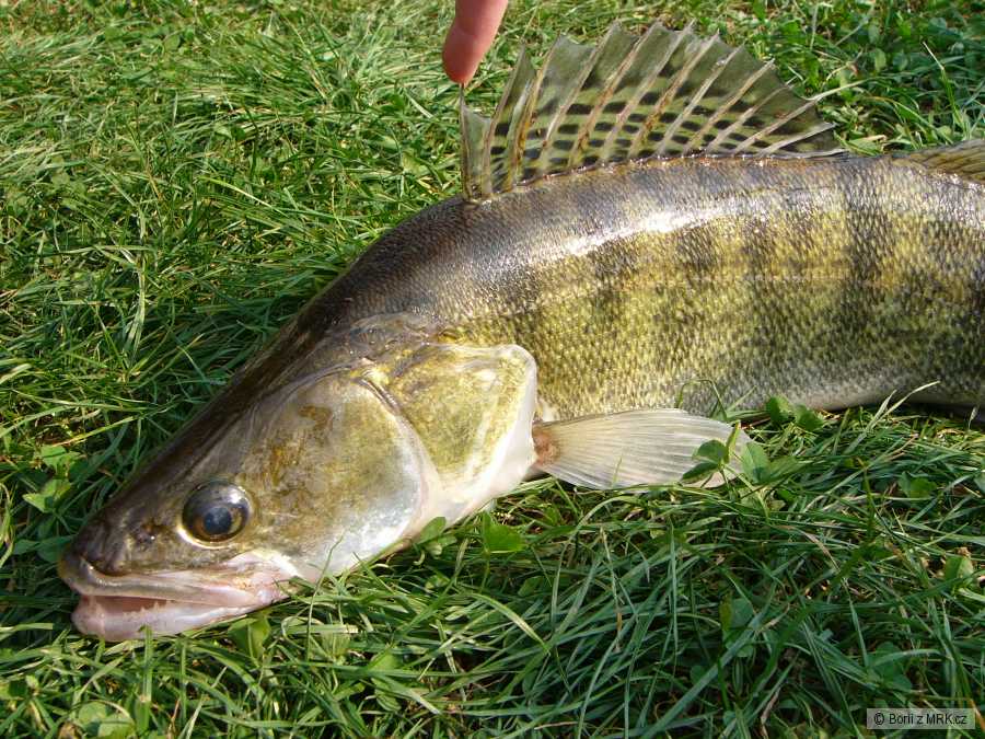 Candát obecný