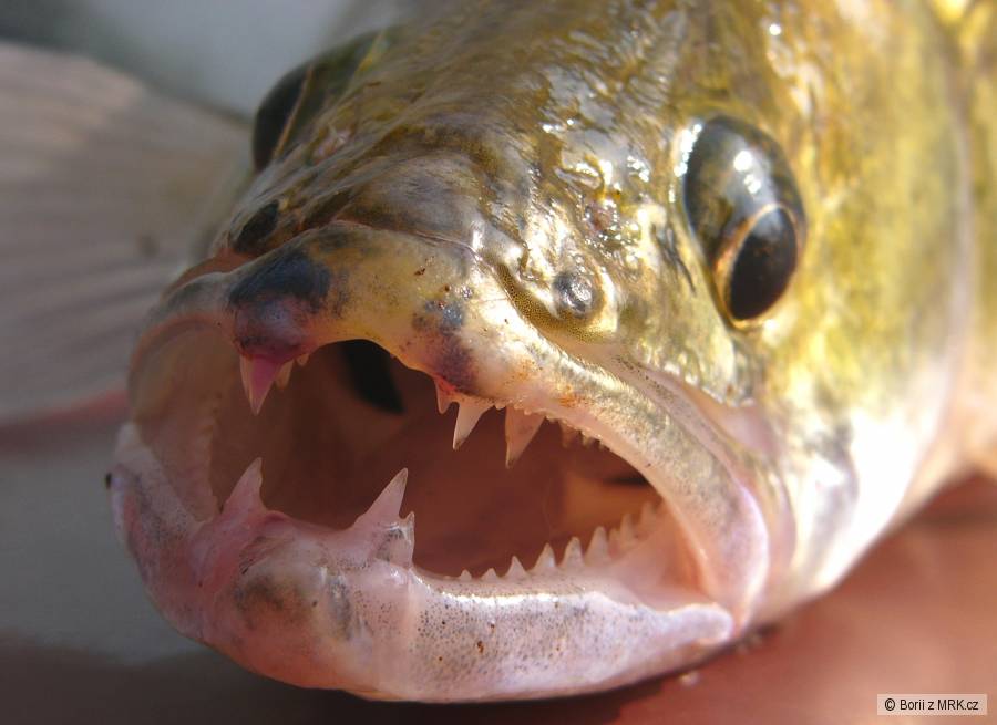 Candát obecný