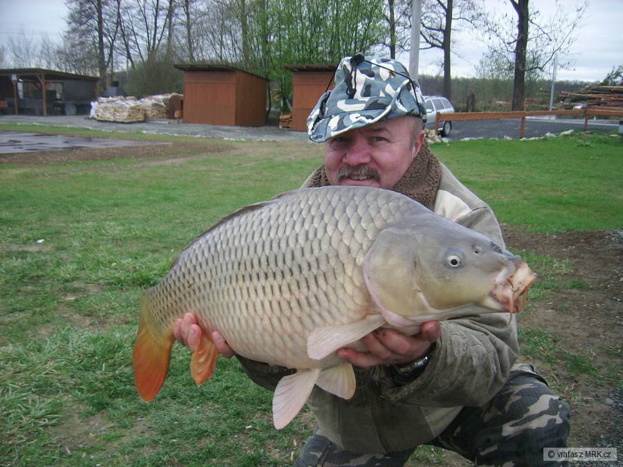 Krásné šupináč 74 cm.
