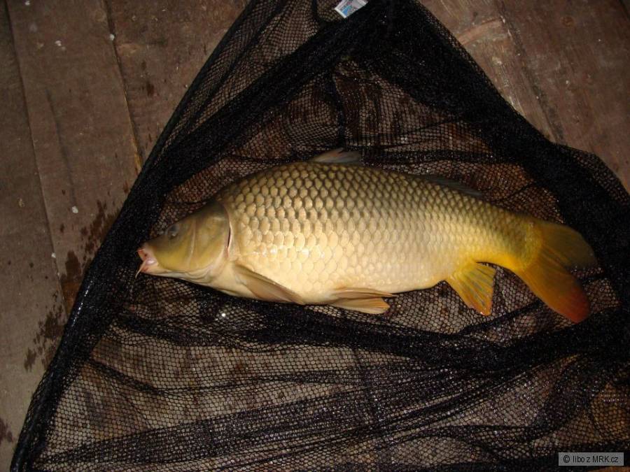 prvý