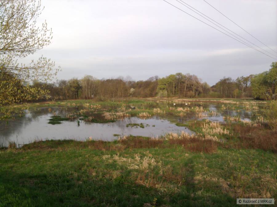 Močálisko