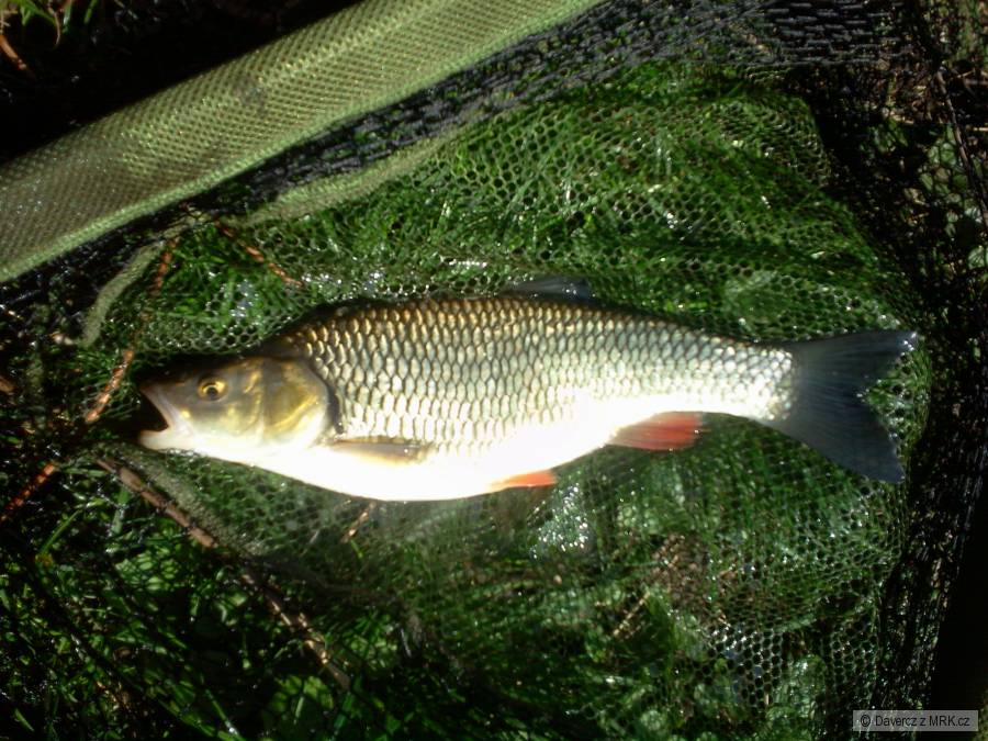 Tlouštík - 39cm