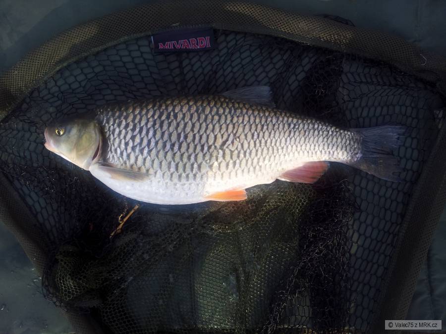 Odra 2 Tlouštík 50 cm