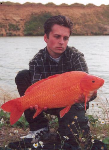 Koi II