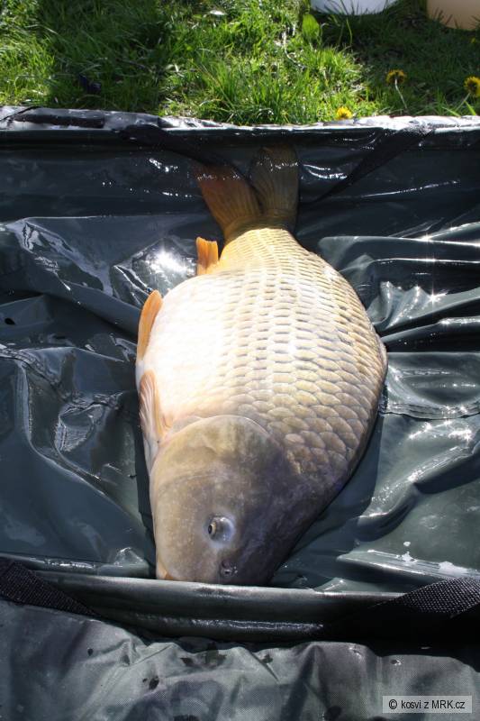 Kapr 8,70 kg